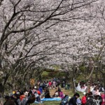 お花見にいってきた。